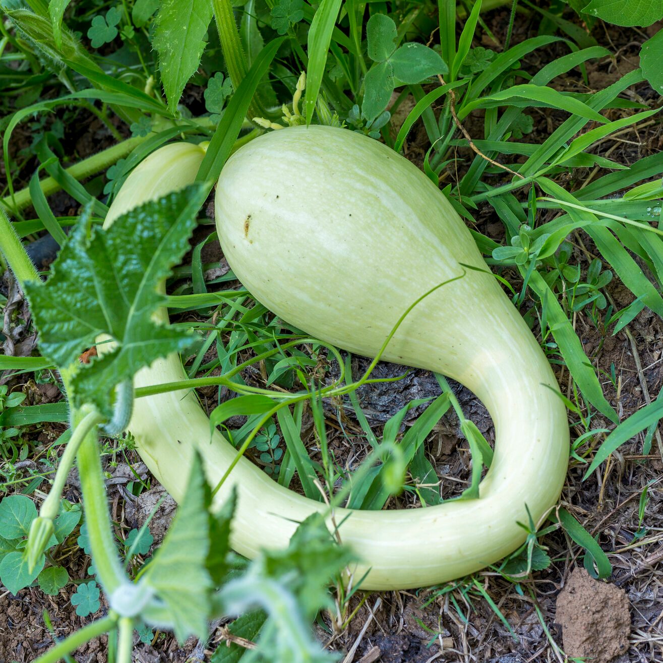 Vegetables from the zucchini garden