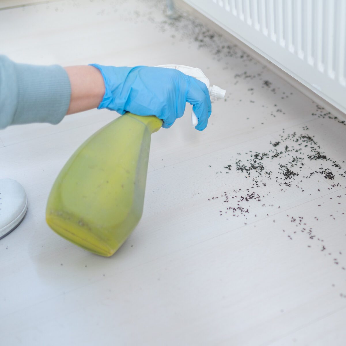 Gloved hand spraying glass cleaner on ants