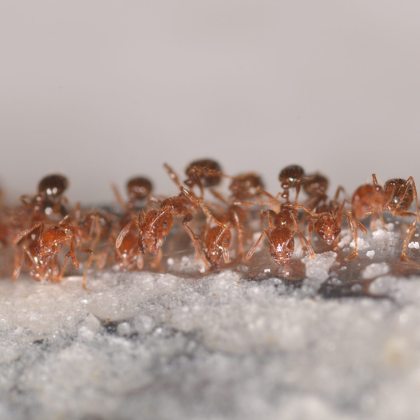Low angle macro of fire ants feeding on sugar and borax in a line