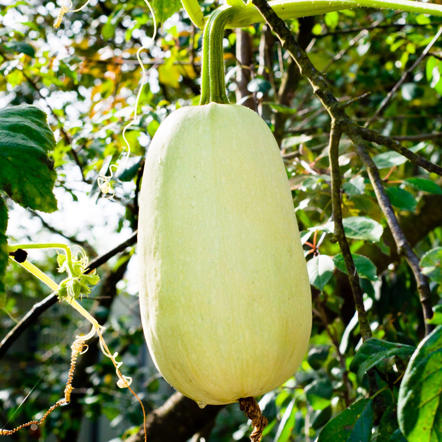 White zucchini in the garden, hanging in the air