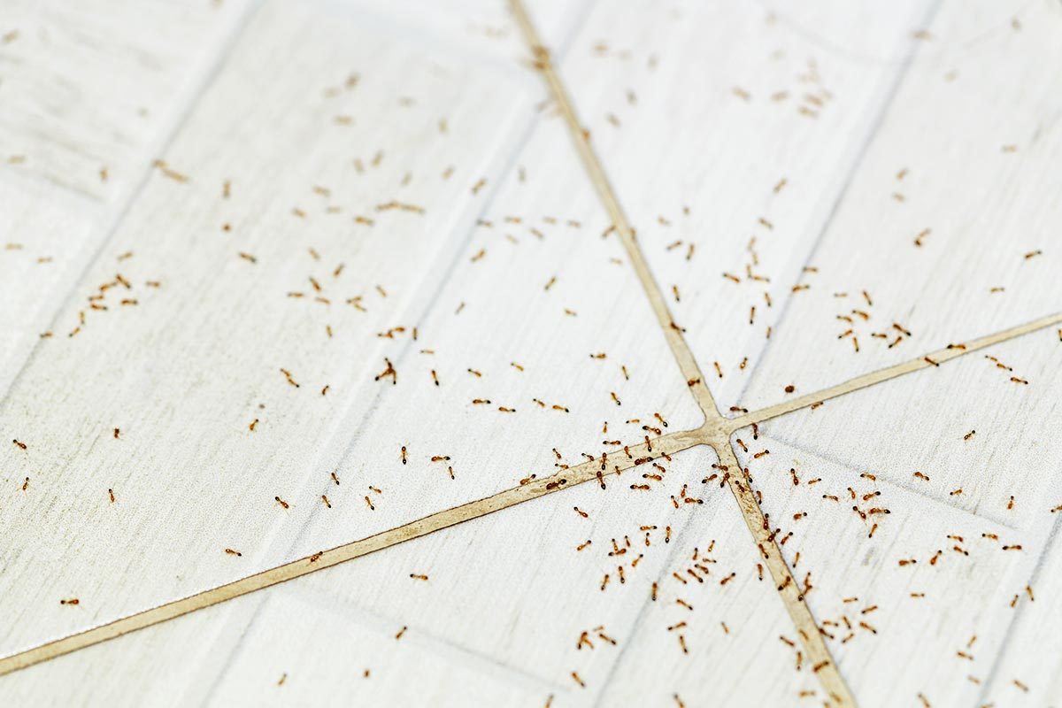 9 Ways to Get Rid of Ants in Your Kitchen