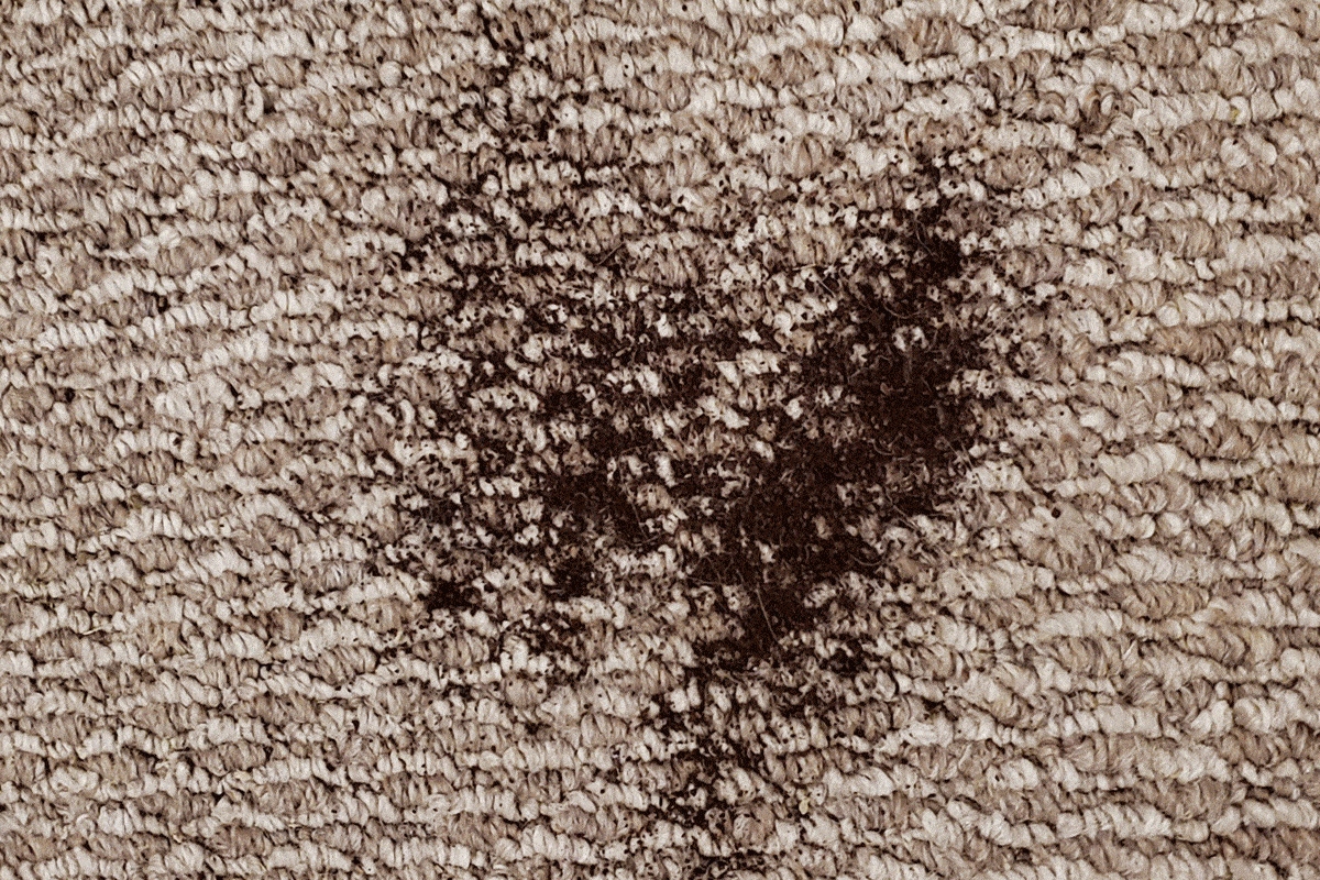 Toha25 Shark Messmaster Wet And Dry Vac Emily Way 07 Ssedit