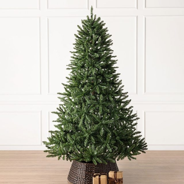 Classic Evergreen Spruce