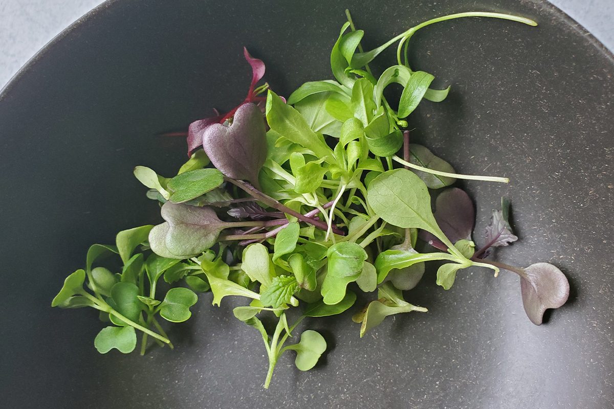 Toha25 Gardyn Studio Emily Way 05 Ssedit