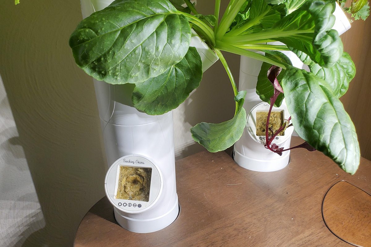 Toha25 Gardyn Studio Emily Way 06 Ssedit