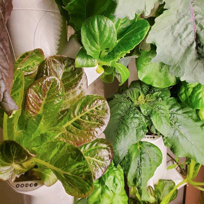 Toha25 Gardyn Studio Emily Way 08 Ssedit