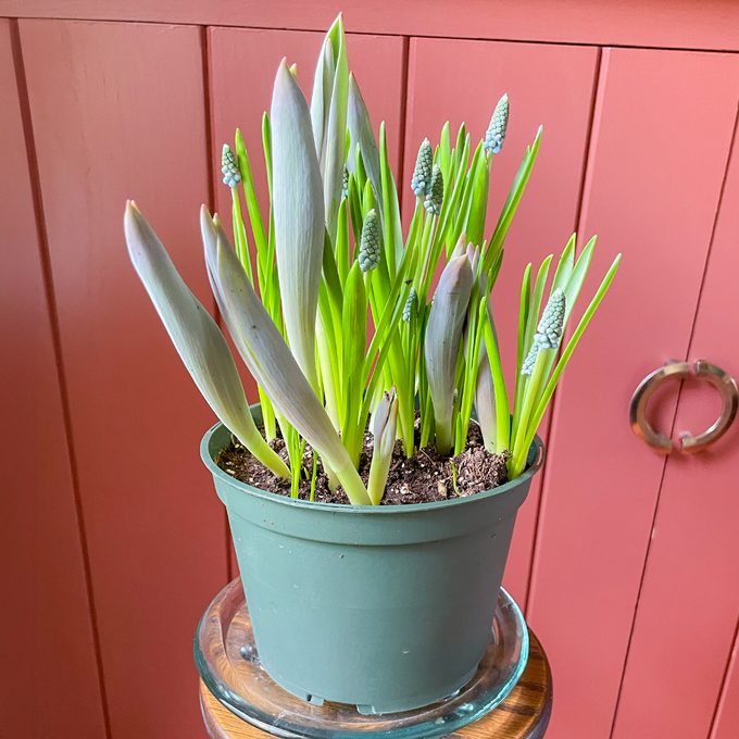 Toha25 Harry &amp David Bulb Of The Month Club Katie Bandurski 02 Ssedit