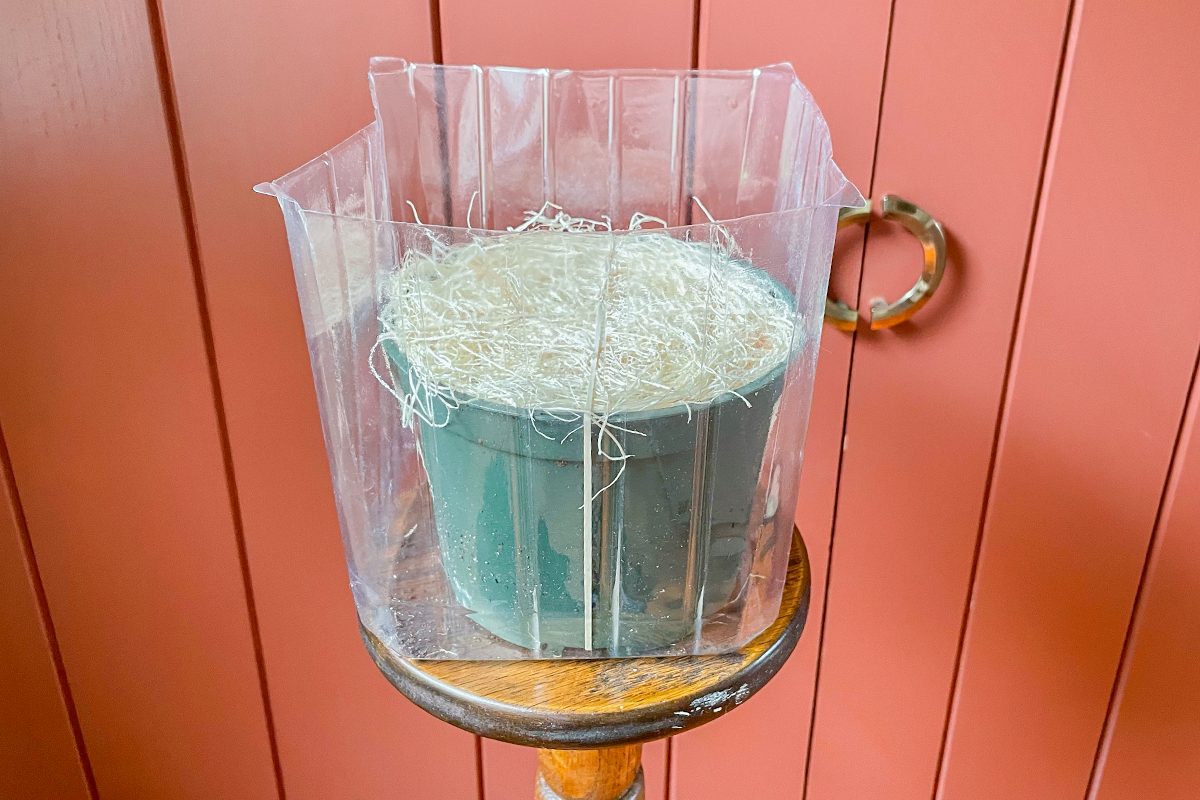 Toha25 Harry &amp David Bulb Of The Month Club Katie Bandurski 03 Ssedit